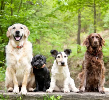 Unidad de negocio salud animal Bioiberica
